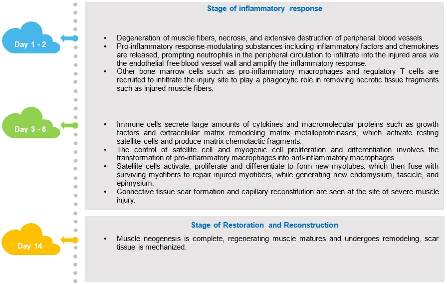 Fig.1 Muscle injury repair process. (Creative Biolabs Original)